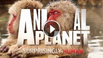 Animal Planet in Hindi | Wildlife Documentary Hindi | New Episode 2021 |  Discovery